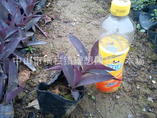 供应小蚌兰 中山理想园林绿化工厂区设计施工种植养护一站式解决方案