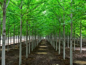 新建苗圃科学规划三步走，园林绿化工程省时省力高效拓展